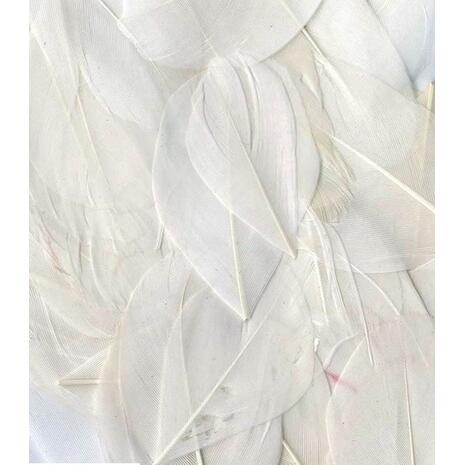 Φτερά Artemio λευκά 6cm 3gr