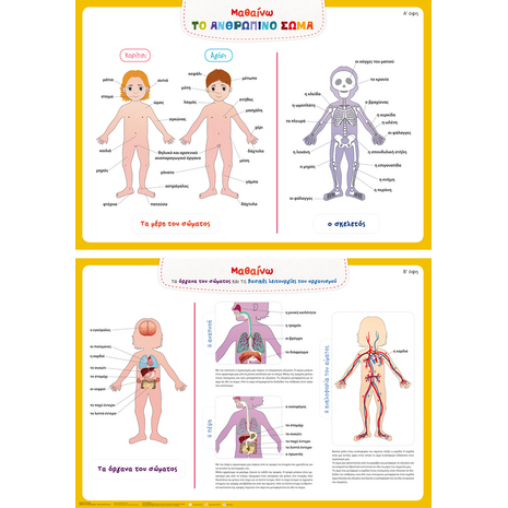 Μαθαίνω το Ανθρώπινο Σώμα! Εκπαιδευτική Αφίσα (978-960-563-262-5) - Ανακαλύψτε μεγάλη γκάμα Παιδικών Βιβλίων, Γνώσεων- Δραστηριοτήτων για τους μικρούς μας φίλους από το Oikonomou-shop.gr.