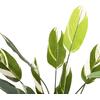 ΔΙΑΚΟΣΜΗΤΙΚΟ ΣΥΝΘΕΤΙΚΟ ΦΥΤΟ HM7997 CALATHEA ΣΕ ΓΛΑΣΤΡΑ 140Υεκ.