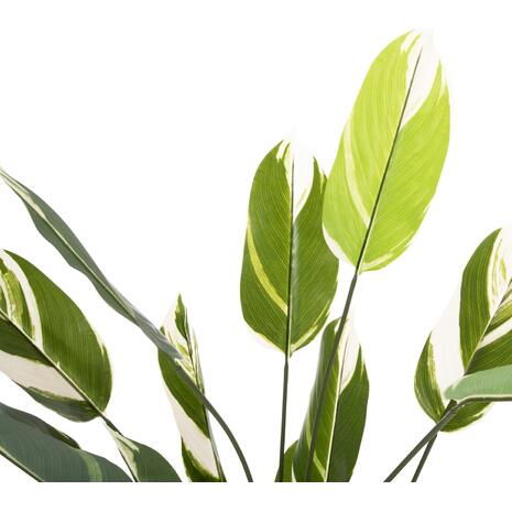 ΔΙΑΚΟΣΜΗΤΙΚΟ ΣΥΝΘΕΤΙΚΟ ΦΥΤΟ HM7997 CALATHEA ΣΕ ΓΛΑΣΤΡΑ 140Υεκ.
