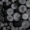 Κάρβουνο ζωγραφικής Coates Willow Charcoal Φ10-12mm μαύρο (1 τεμάχιο)