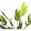 ΔΙΑΚΟΣΜΗΤΙΚΟ ΣΥΝΘΕΤΙΚΟ ΦΥΤΟ HM7997 CALATHEA ΣΕ ΓΛΑΣΤΡΑ 140Υεκ.