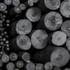 Κάρβουνο ζωγραφικής Coates Willow Charcoal Φ8-10mm μαύρο (1 τεμάχιο)