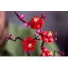 LEGO® Botanicals Plum Blossom 18+ (10369)